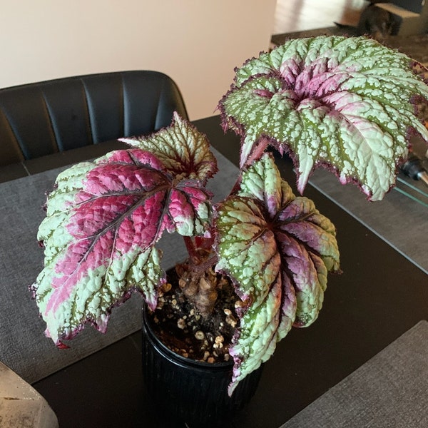Rex Raptor Blush Rex Begonia 'royal Blush' - Etsy
