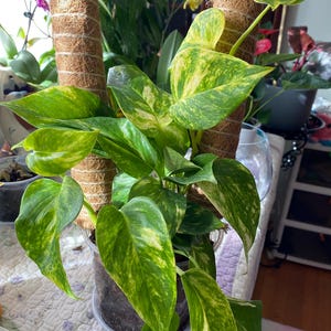 Sharon added a photo of their purchase