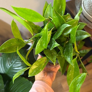 Shellie added a photo of their purchase