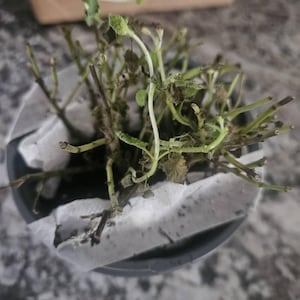 Pamela hat ein Foto des gekauften Artikels hinzugefügt