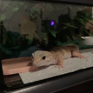 leopard gecko litter box