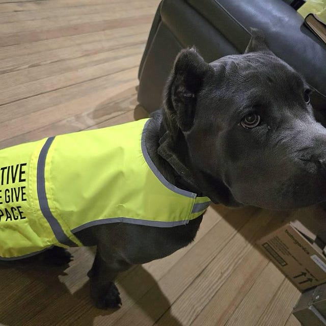 Reactive Dog Jacket Vest Dog Reactive Service Dog Slogan Warning Vest