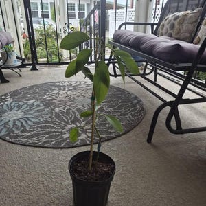 Gerri added a photo of their purchase
