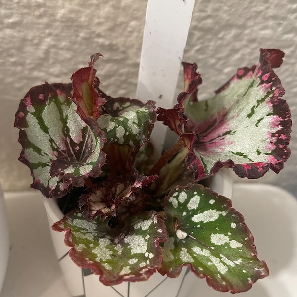Rex Raptor Blush Rex Begonia 'royal Blush' - Etsy