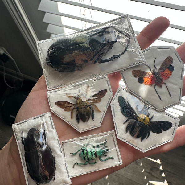 Assorted Bugs Insects Specimen Wholesale Mix Lot Bulk - Etsy
