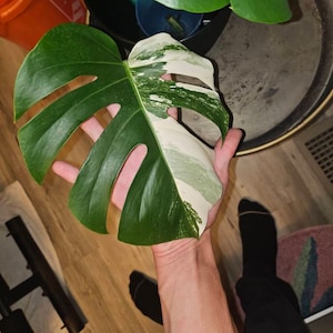 Giuliano added a photo of their purchase
