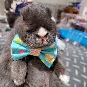 easter dog bow tie collar