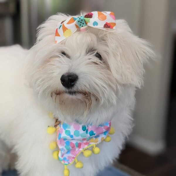 Over-the-Collar Dog Bandana – Tie Dye With Paw Print, Cotton Blend