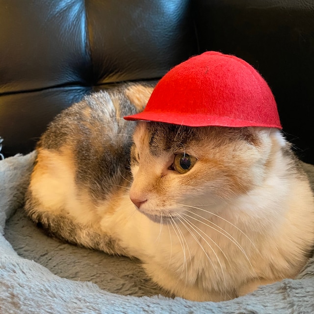 大きな赤い野球猫の帽子 - 野球帽 - 後ろ向きの帽子 - Etsy 日本