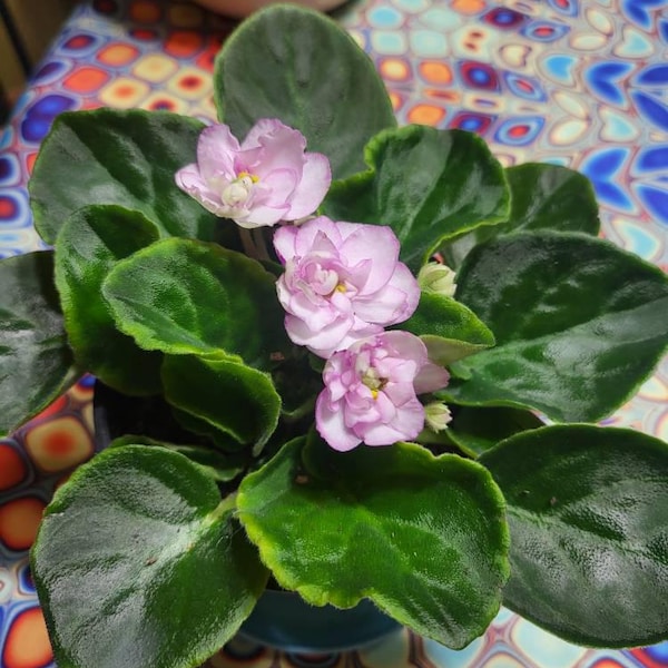 LIVE Splash Plant Pink Polka Dot Plant, Hypoestes Pink 4