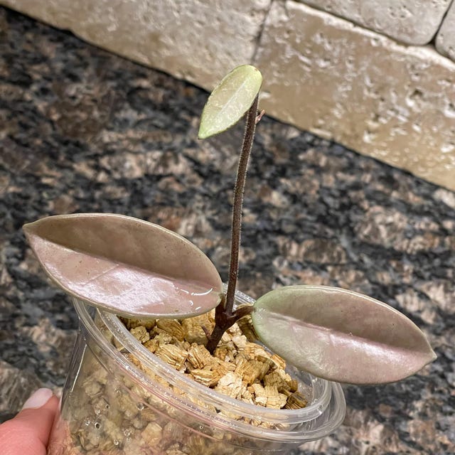 Hoya Wilbur Graves Silver UNROOTED Cutting - Etsy 日本