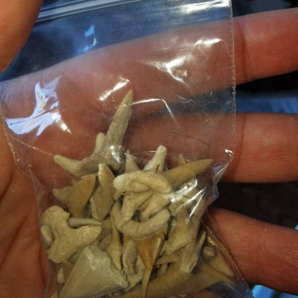 Bag of Fossil Shark Teeth Great Gift Kids Arts & Crafts - Etsy