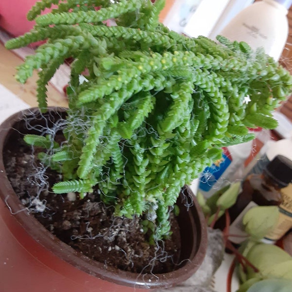 Giant Watch Chain, Princess Pine, Live Potted Succulent in 4" Pot - Etsy