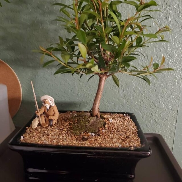 Brush Cherry Bonsai Tree - Live Moss, Humidty Tray, and Figurine