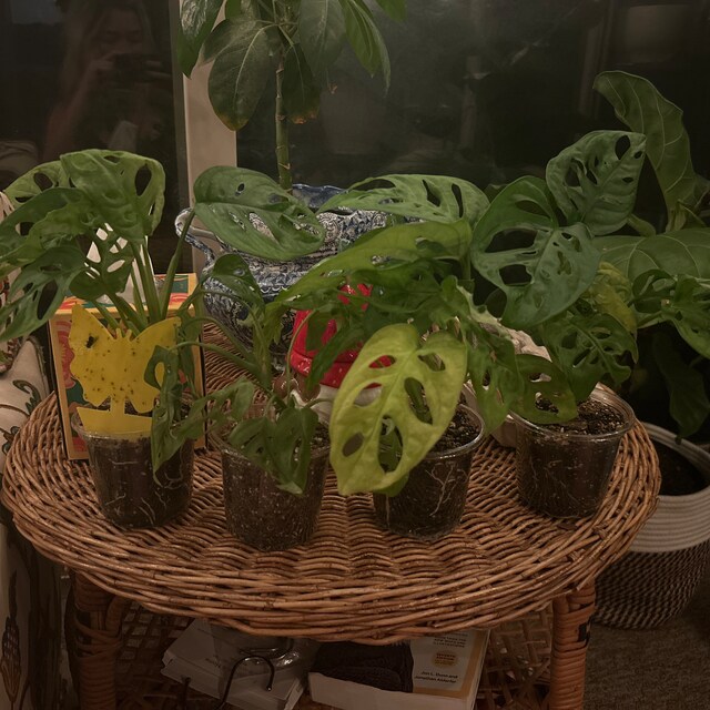 Monstera acuminata Starter Plant (ALL STARTER PLANTS require you to  purchase 2 plants!) - Etsy sterreich