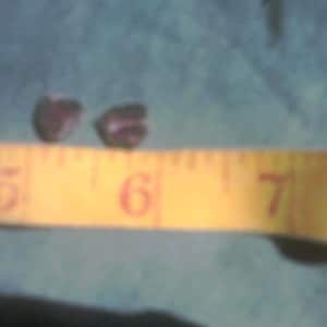 Laurel hat ein Foto des gekauften Artikels hinzugefügt