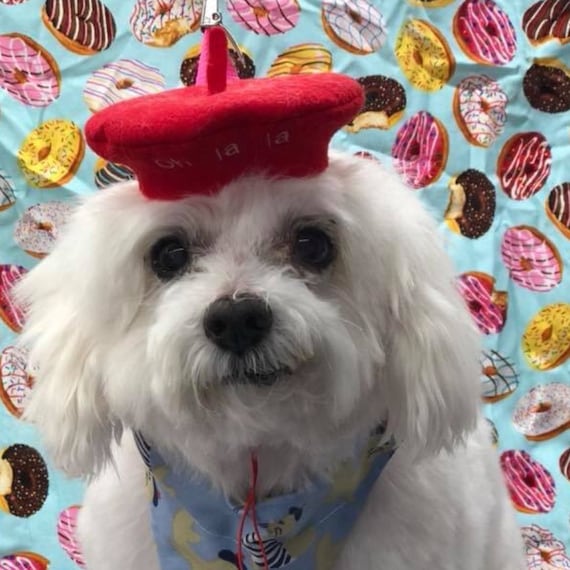 Customer photo of a pet with the Beret Personalized for small pet Raspberry