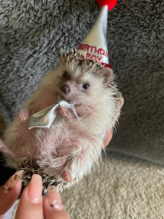 Customer photo of a pet with the First Birthday hat and matching tie or bow