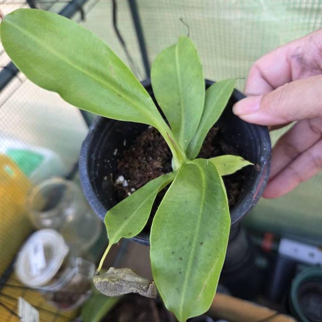 Viking X Ampullaria Black Miracle 2” Pot (ALL STARTER PLANTS Viking X Ampullaria Black Miracle 2” Pot (ALL STARTER PLANTS