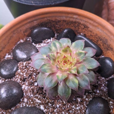 Senecio Radicans'string of Fish Hooks' Rare Succulent Plant - Etsy