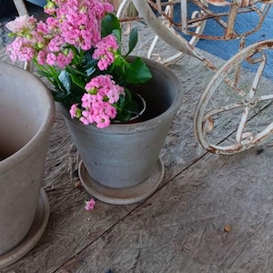 Preorder: Dwarf Lemon Tree Starter Plants