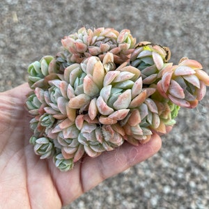 Stephanie ha añadido una foto de su compra