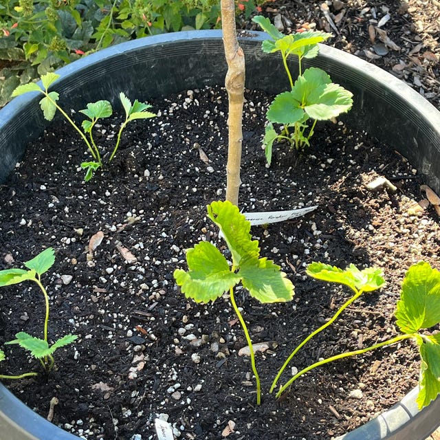 Japanese Angel's Strawberry, White Strawberry, 6 Bare Root Plants