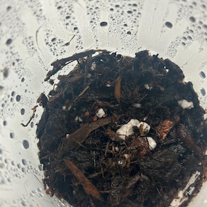 Josie ha añadido una foto de su compra