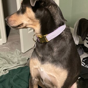 Cute Custom Buckle Martingale Dog Collar Purple Stripe - Etsy