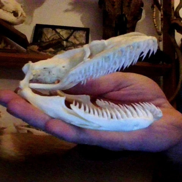 Python Skull 12 Cm Real Snake Skeleton Taxidermy, Gothic Decor, Animal ...