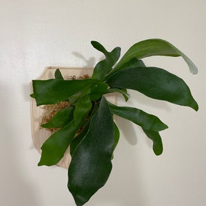 Andrea added a photo of their purchase