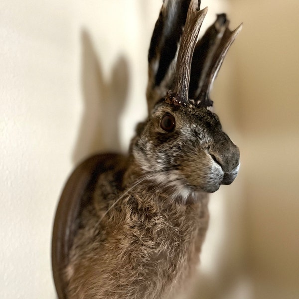 REAL Jackalope Taxidermy Mount: Rabbit Head With Horns for Alternative ...