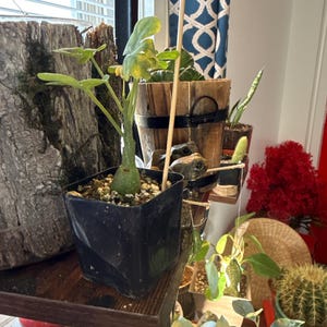 Sandy added a photo of their purchase