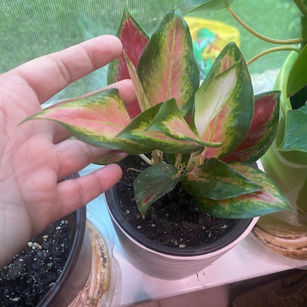 Aglaonema Red King Starter Plant **(ALL Plants Require You to Purchase ...