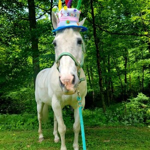 Birthday Hat for Horse or Pony With Candles Soft Equine Birthday Hat
