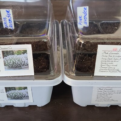 Pink Lavender Seeds, Lavandula Augustifolia Rosea LA0220R - Etsy