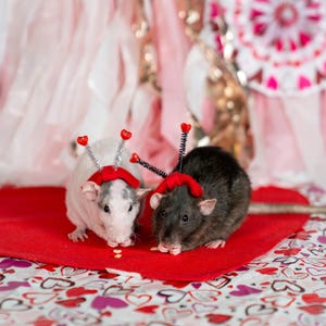 LOVE RAT（RED Ver.) Valentine Heart Neckband / Headband - Multiple Sizes and