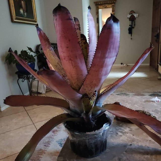 Neoregelia Carcharodon 'rainbow' 9