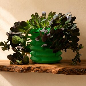 2”, 4”, 6”, 8” Pot of Jade Trailing, Weeping Jade Succulent Plant