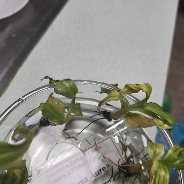 Musa Aurea Variegated Banana– Tissue Culture 10 Pack - Multiplant