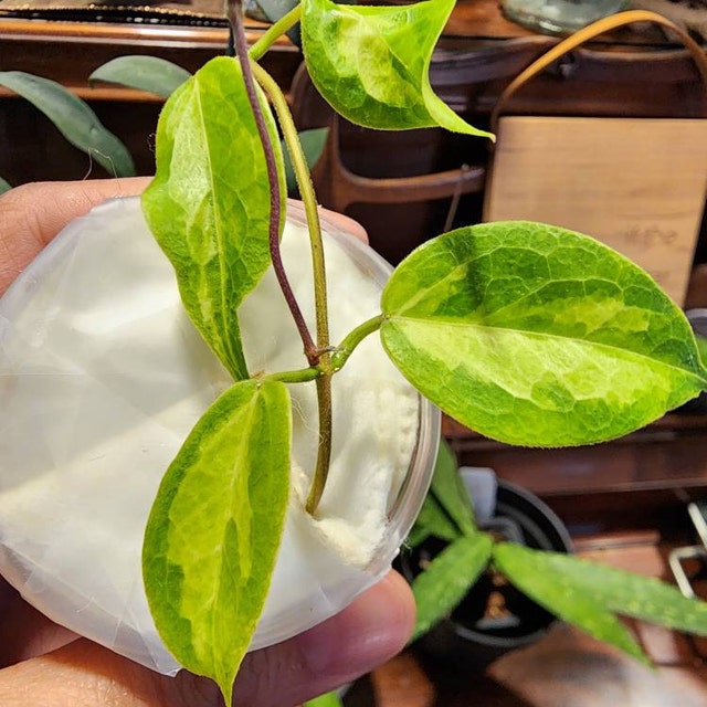 hoya dennisii ' frida ' カップ苗&ラクノーサ　吊り鉢 hoya dennisii ' frida ' カップ苗&ラクノーサ 吊り鉢 - メルカリ