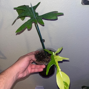 Kurt added a photo of their purchase