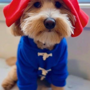 Paddington bear costume dog sales