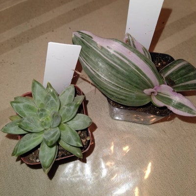 Senecio Radicans'string of Fish Hooks' Rare Succulent Plant - Etsy