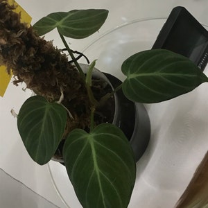 Cuenta inactiva ha añadido una foto de su compra