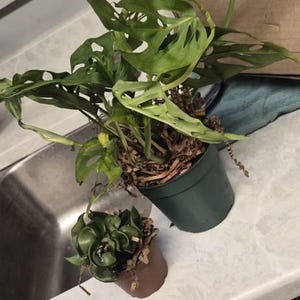 Danay added a photo of their purchase