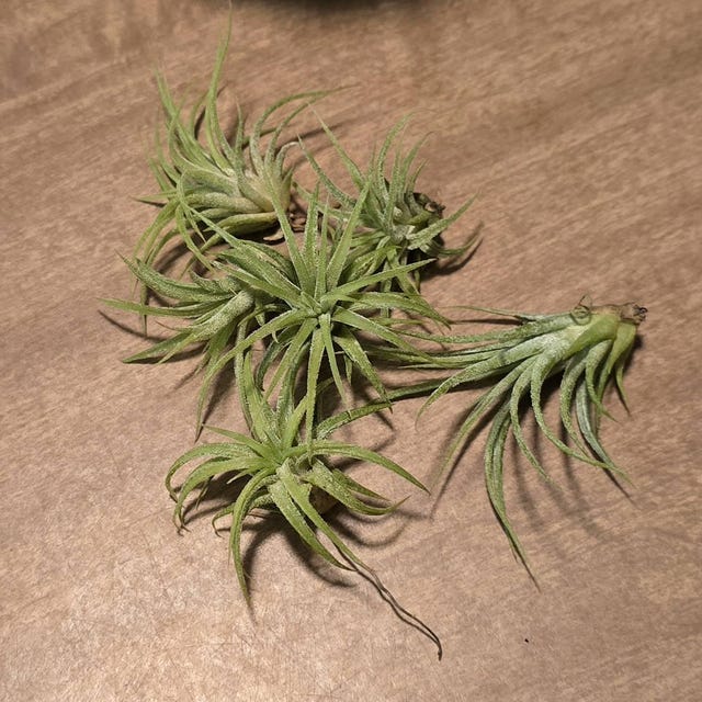 Five Air Plants, Tillandsia Ionantha, the Blushing Bride - Etsy