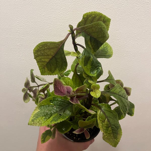Peperomia 'ruby Ripple' - Etsy