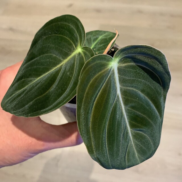 Philodendron Melanochrysum Baby Plant - Etsy Israel