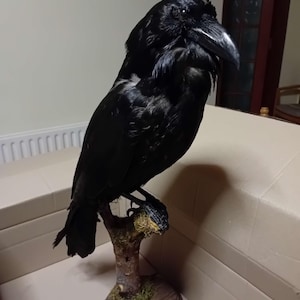 Lazard added a photo of their purchase